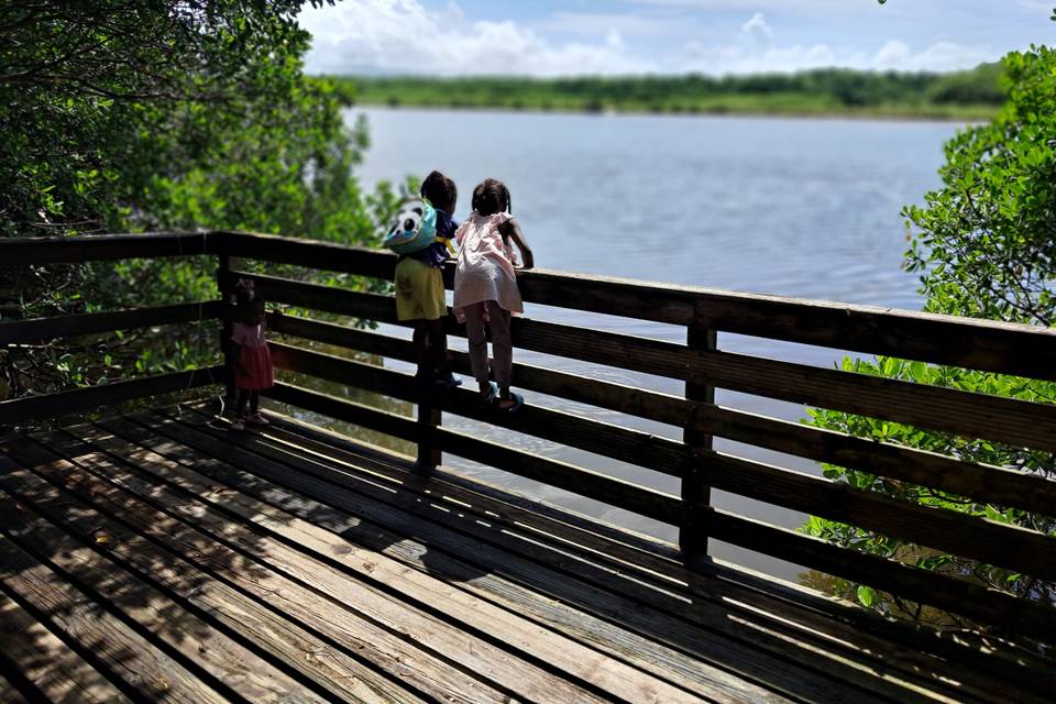 Point de vue - mangrove