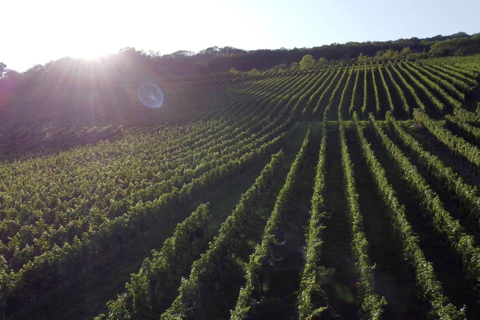 Vignes du domaine