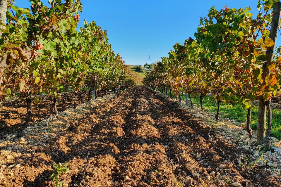 Les vignes du domaine