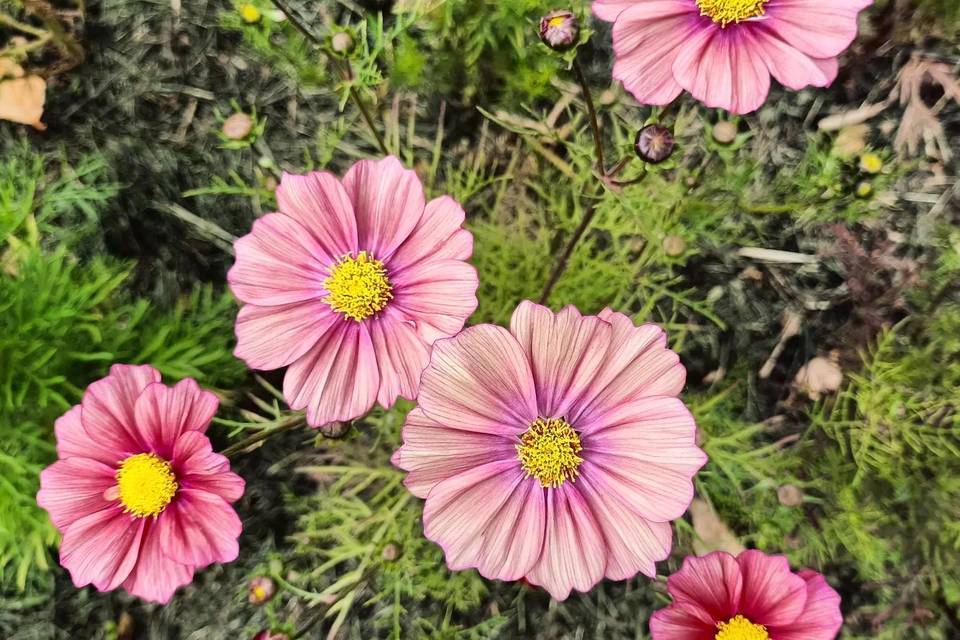 Les Fleurs d'Estelle