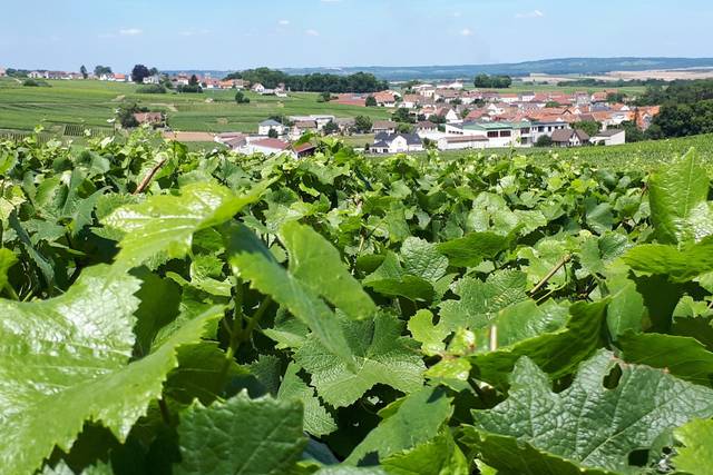 Champagne Carole Perseval