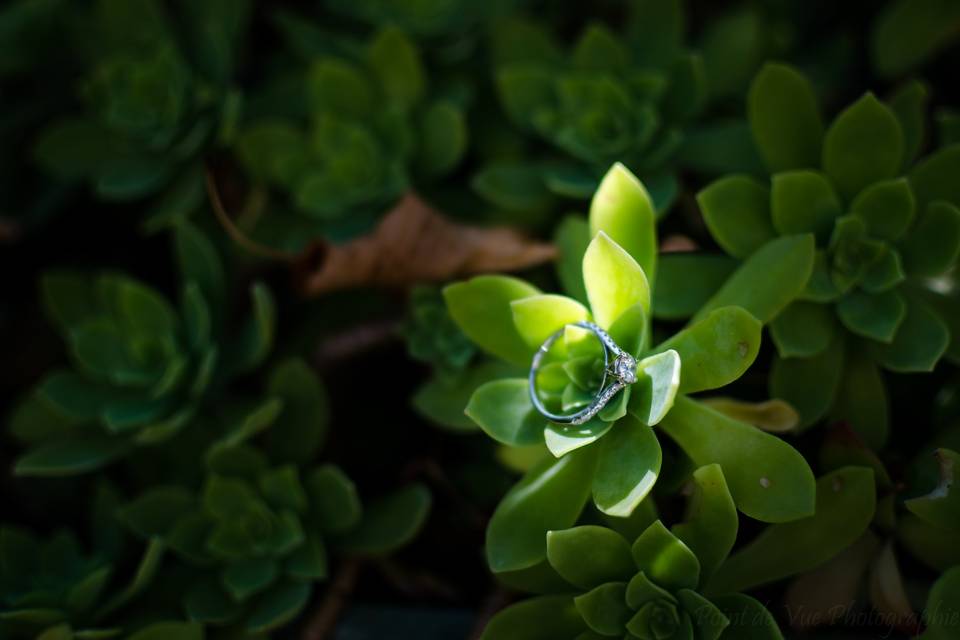 Bague et la plante