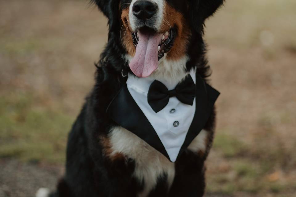 Animaux en fête