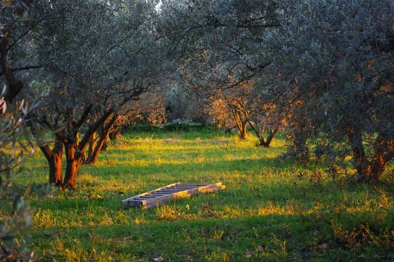 Olivette et Jardin de Langel