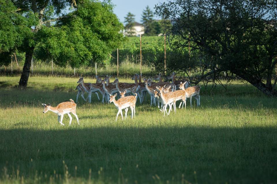 Parc du chateau