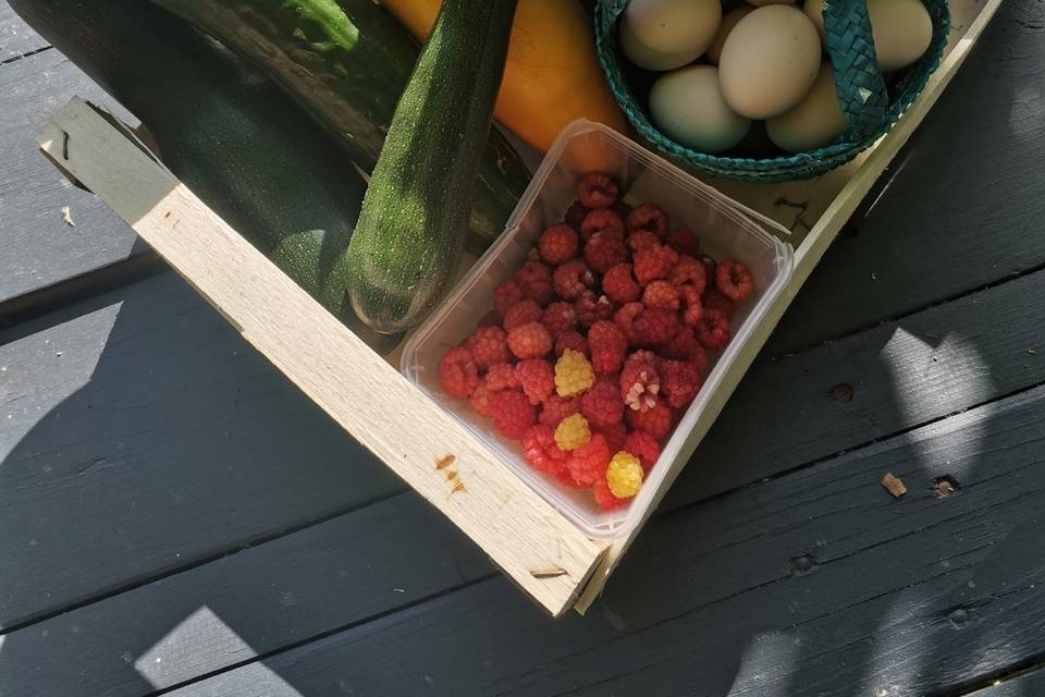 Legumes du potager