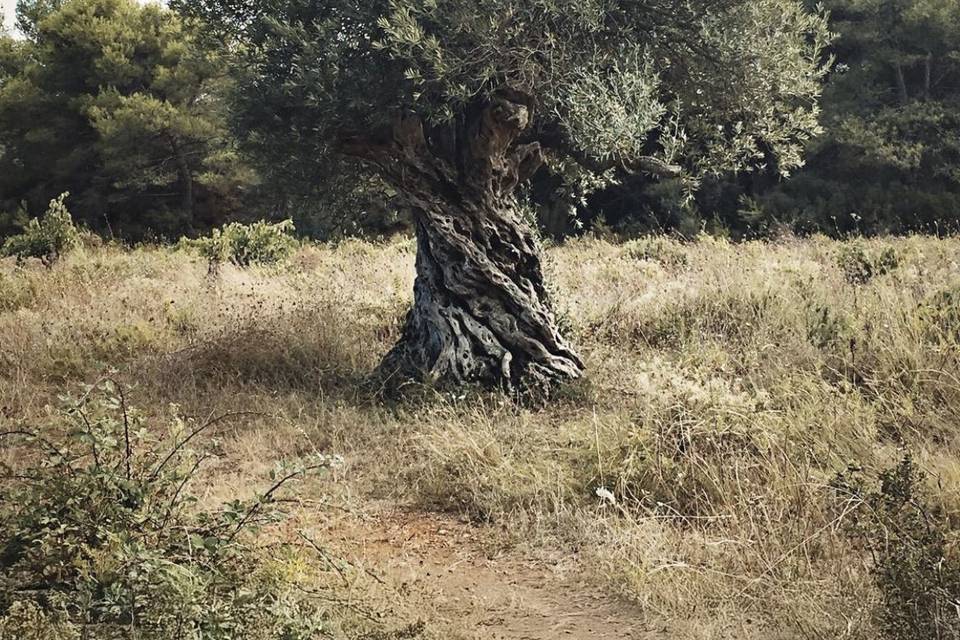 Vieil olivier dans l'Hérault