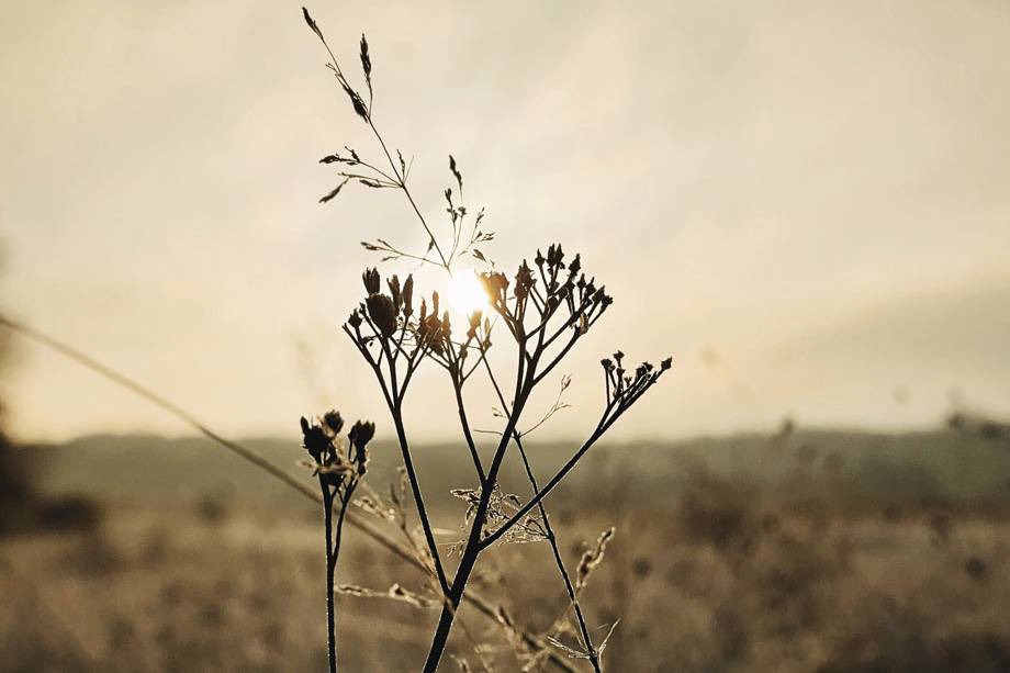 Photo Macro - Nature