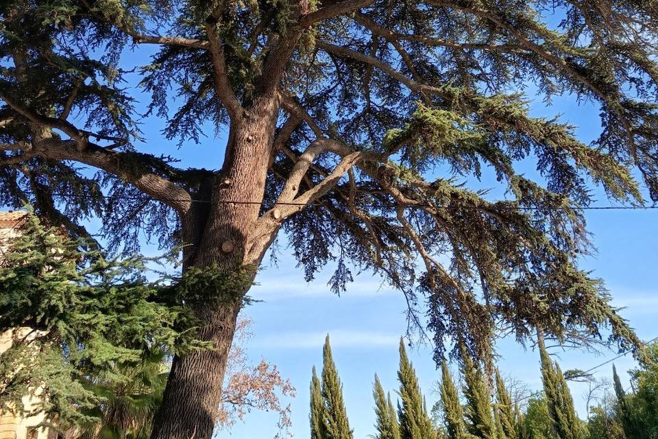 Le cèdre du Liban