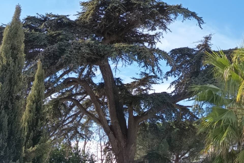 Encore le cèdre