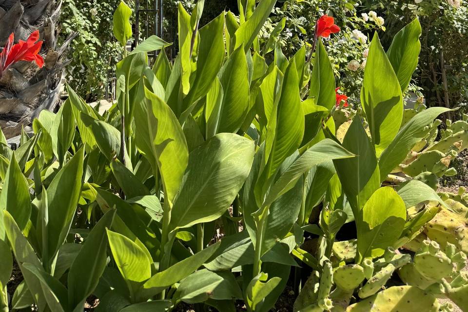 Jardin