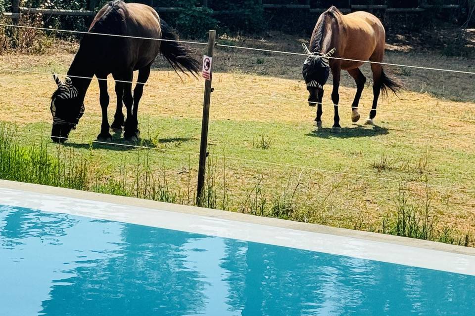 Chevaux
