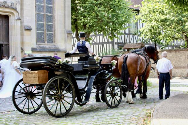 Cheval en Seine