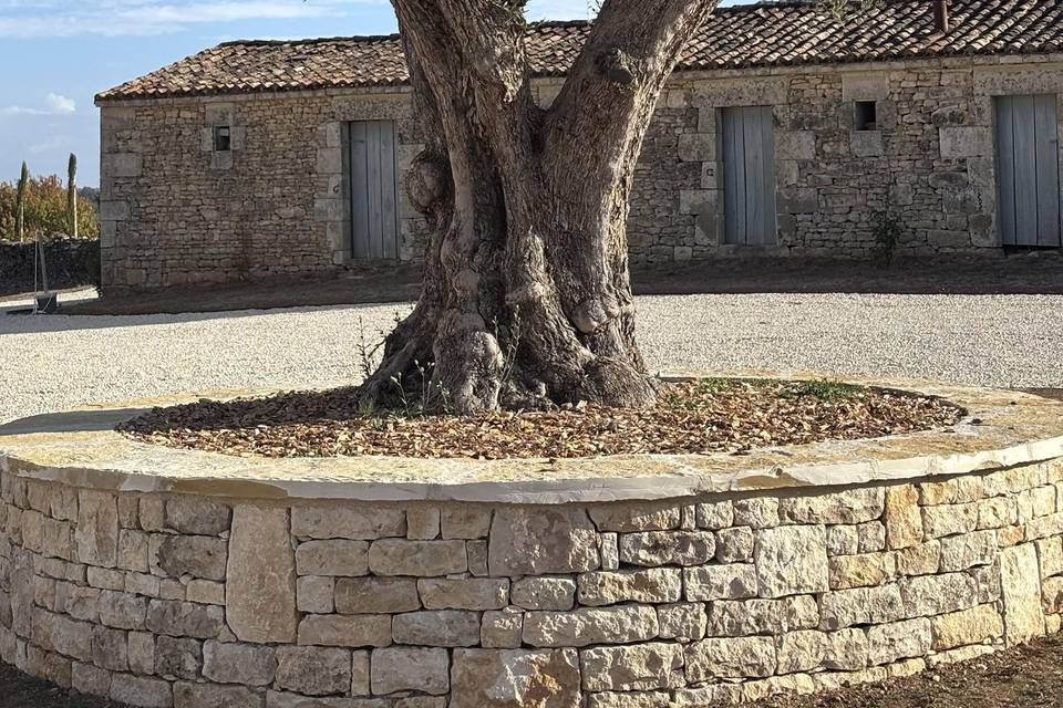Notre Olivier