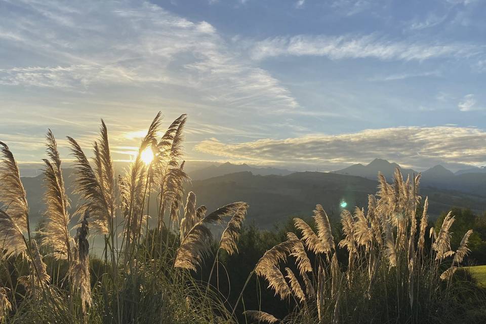 Pampas grass with view