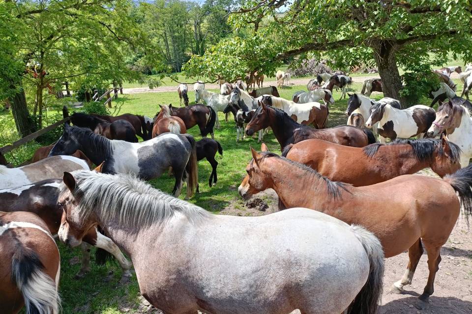 Chevaux