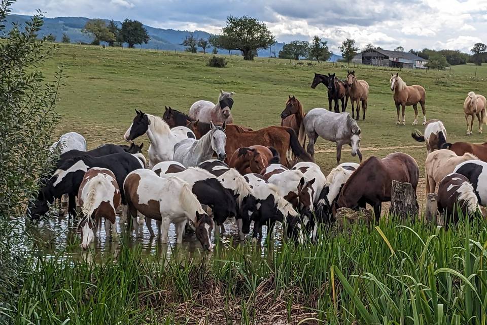 Chevaux 2