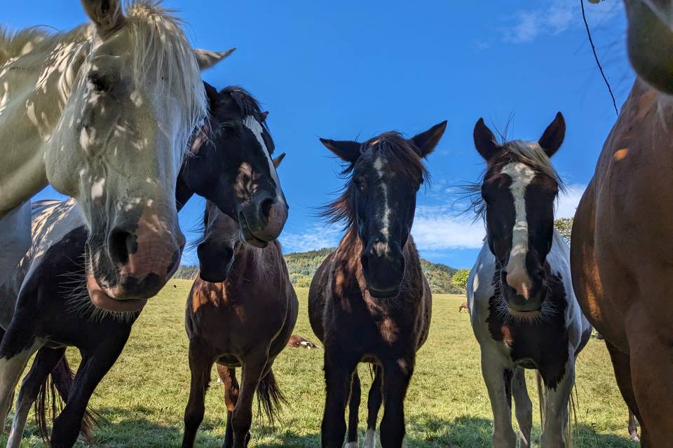 Chevaux 3