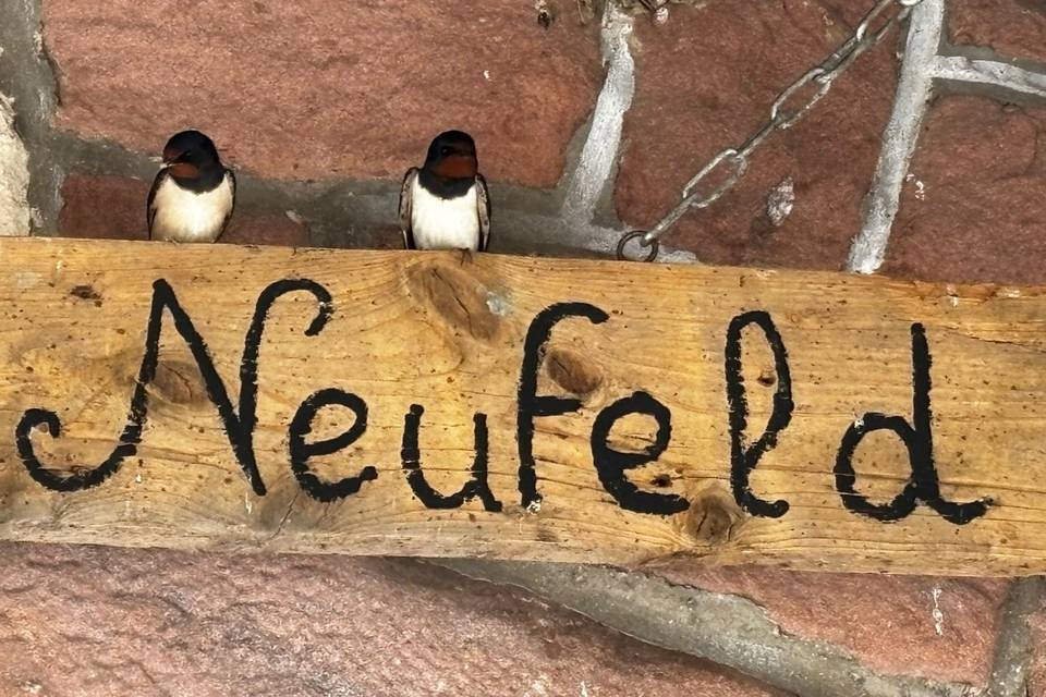 Hirondelles