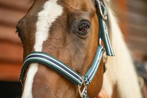Cheval