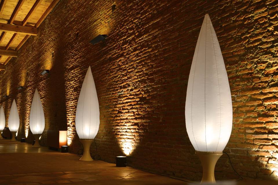 Cyprès décoratifs