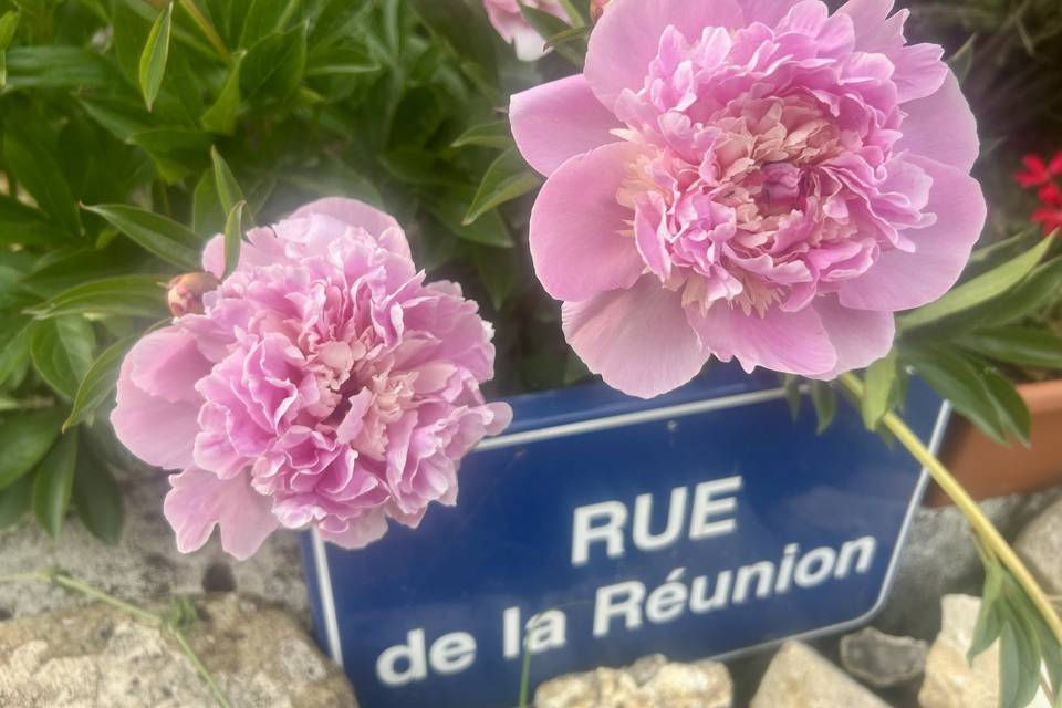 Les fleurs du jardin