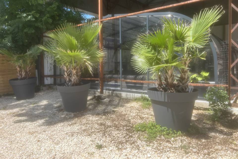 Les fleurs du jardin
