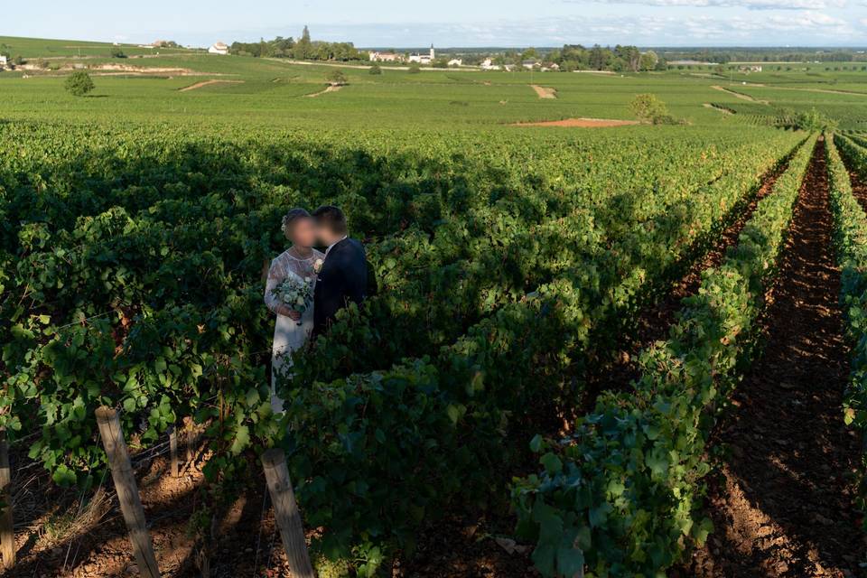 Au milieu des vignes