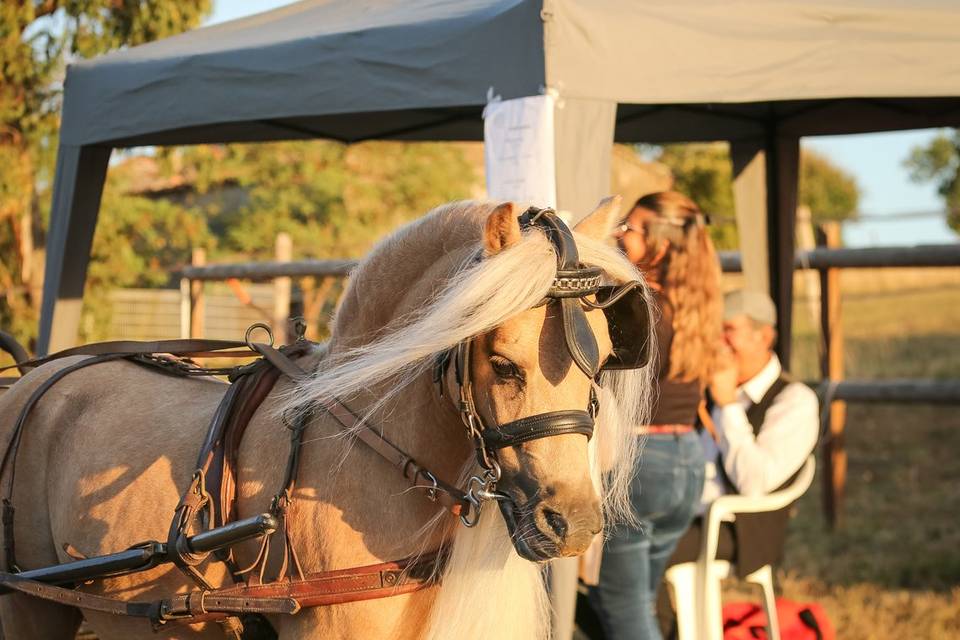 Poney attelage
