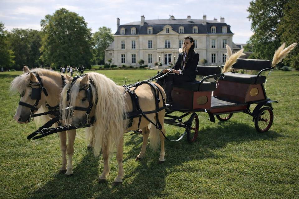 Calèche poneys