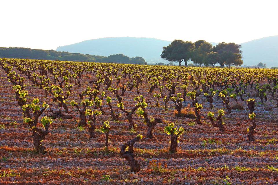 Les vignes