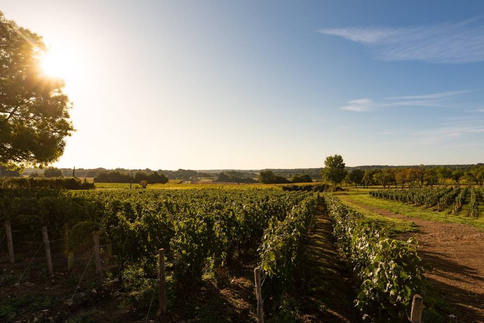 Vue sur les vignes