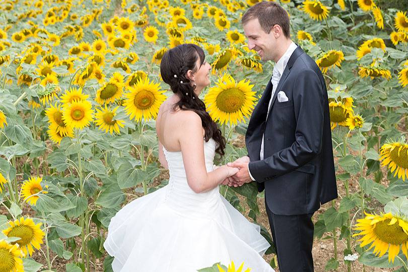 Dans un champ de  tournesols