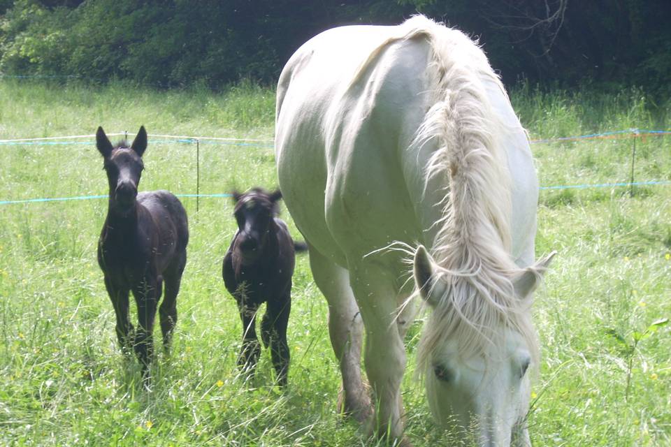 Les Calèches du Sarladais