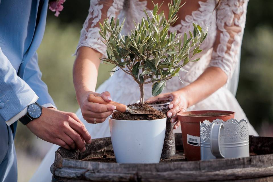 Rituel de l'arbre à planter