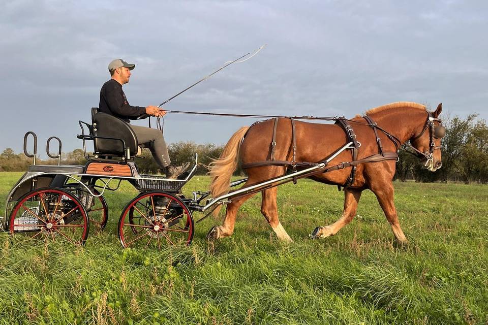 Entraînement chevaux