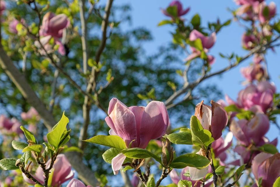 Jardin