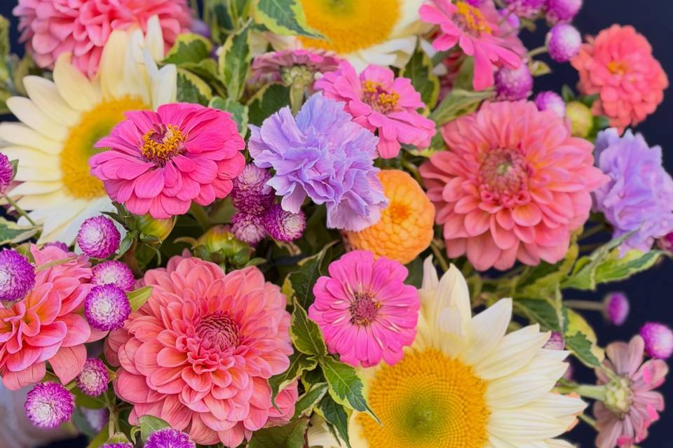 Tournesols, Dahlias, Zinnias, Gomphrenas, Œillets, et Vegelias Tournesols, Dahlias, Zinnias, Gomphrenas, Œillets, et Vegelias