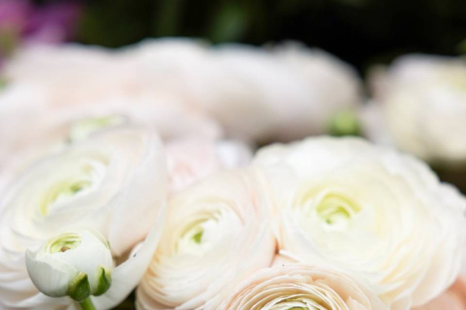 Détail renoncules blanches