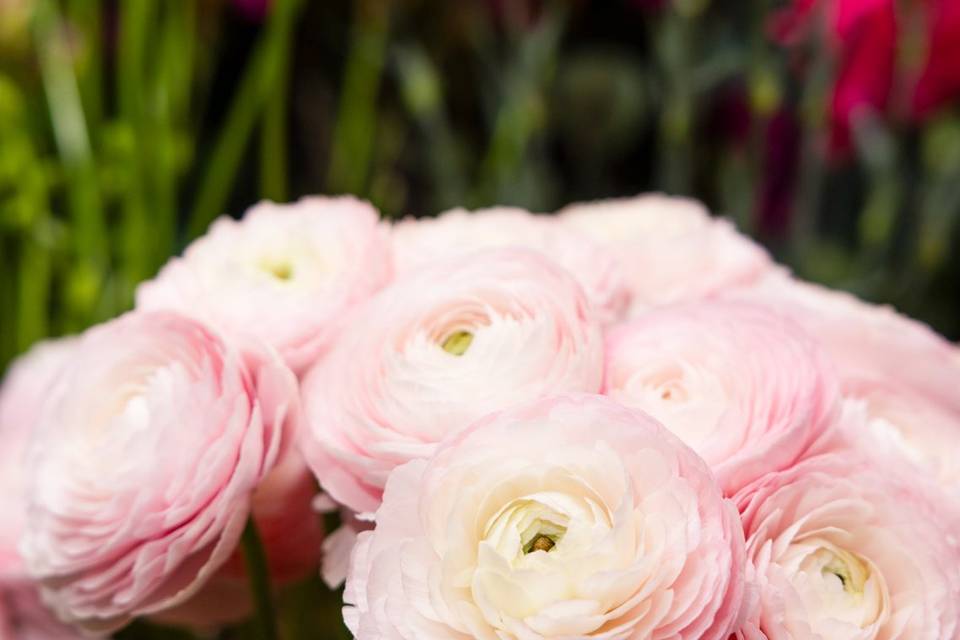 Détail renoncules roses