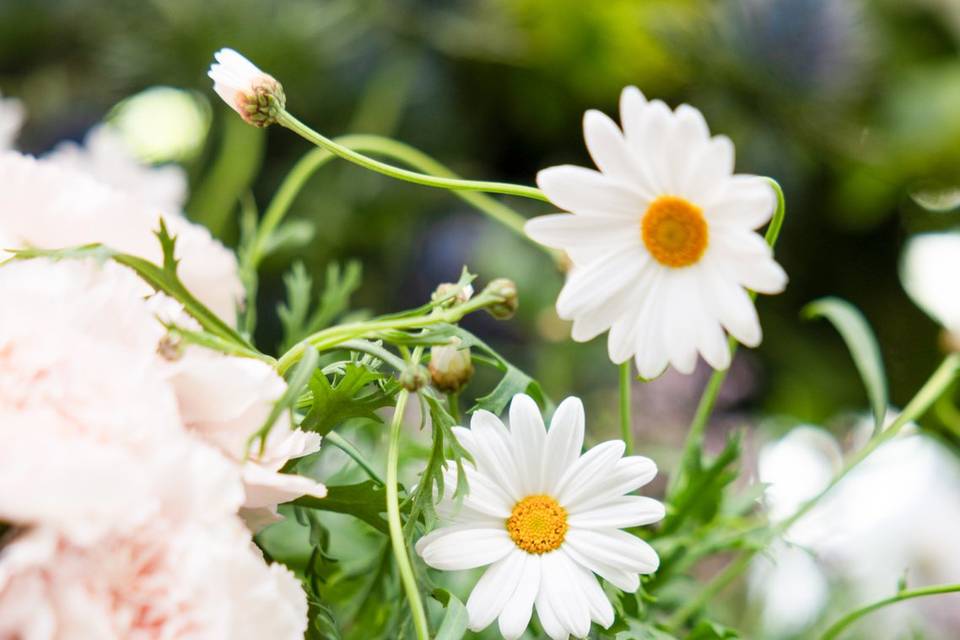 Fleurs blanches sauvages