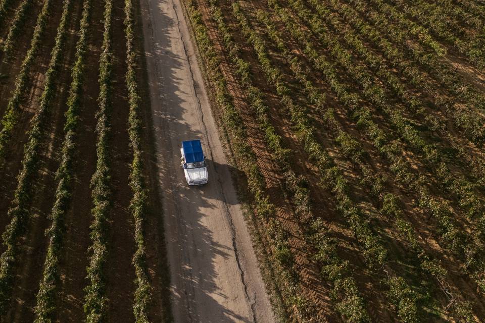 Au milieux des vignes du sud