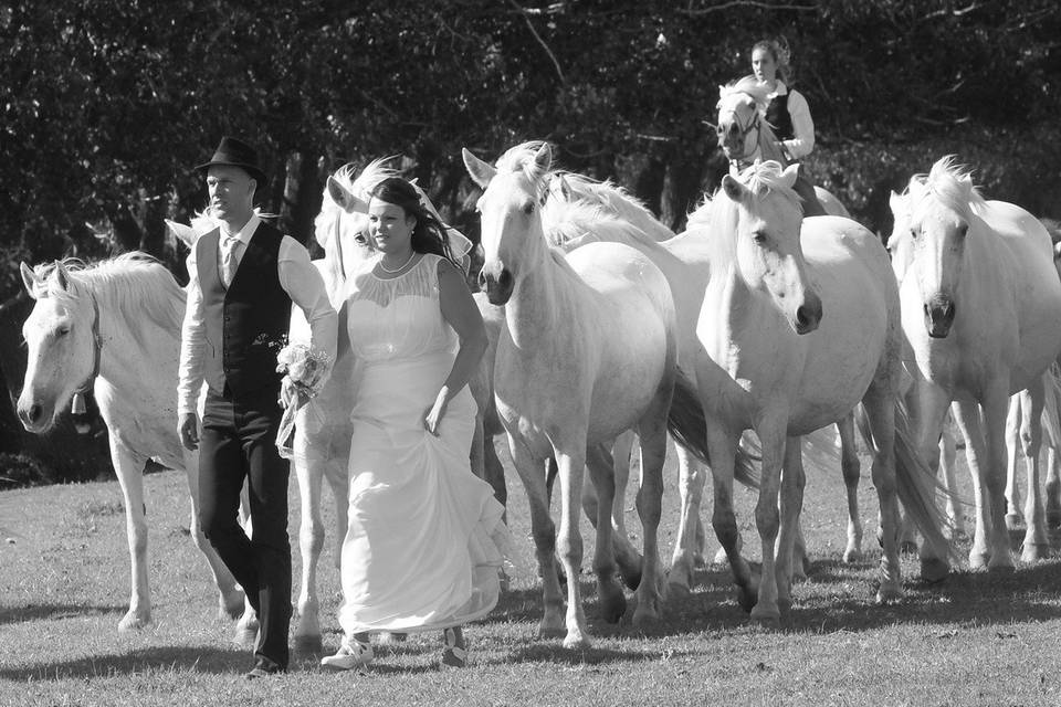 Camargue