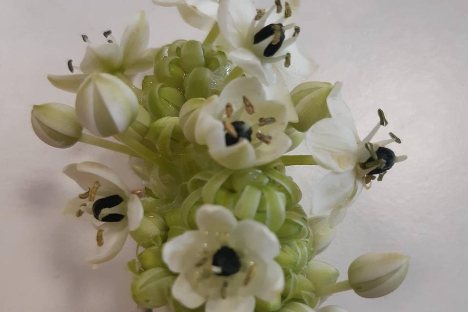 Boutonnière ornithogalum