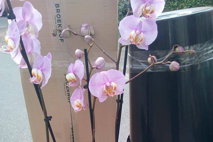 Compo orchidee