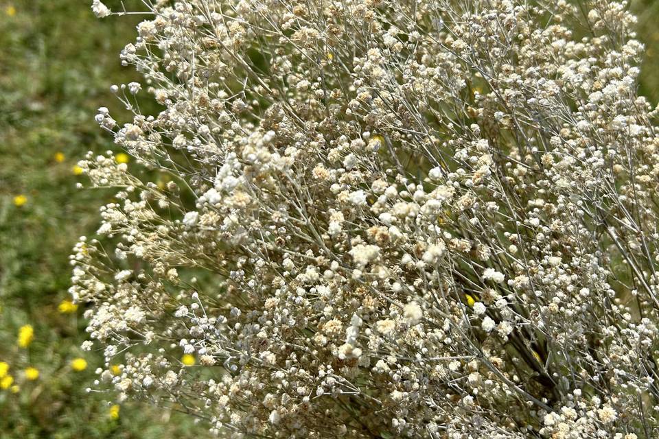 Fleurs séchées