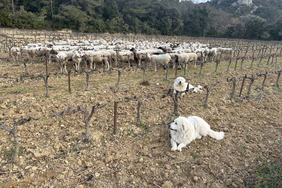 Les tondeuses sur patte
