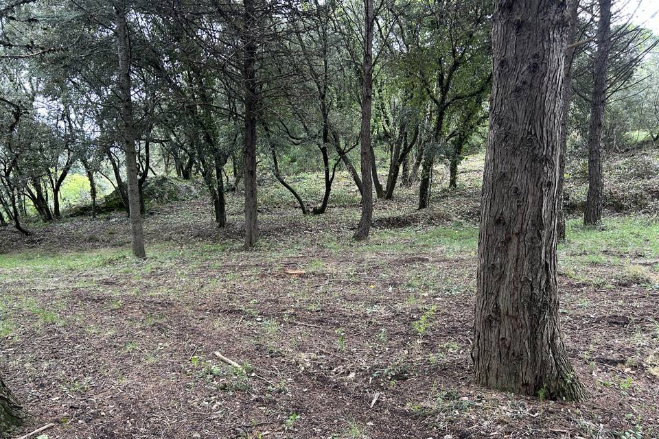 La Pinède