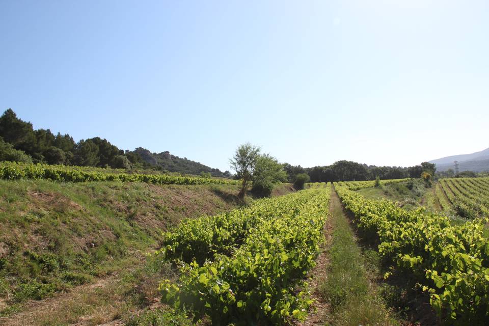 Les vignes