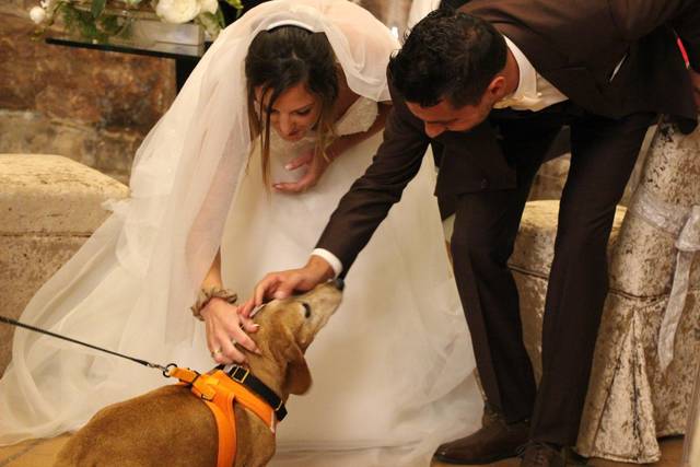 Wedding Dog Prestataire